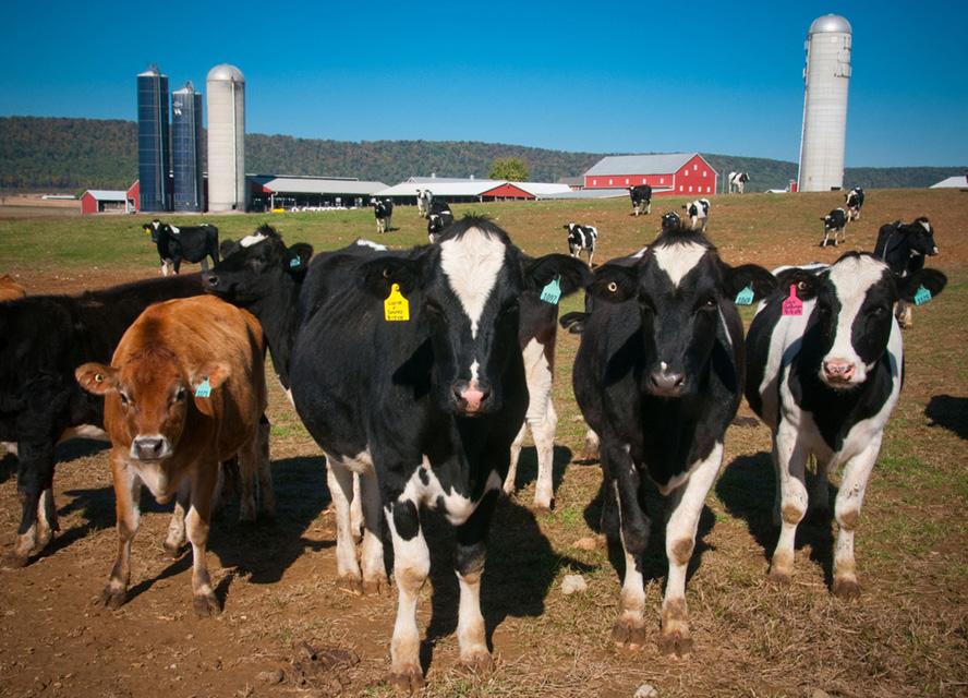 Dairy cattle in pasture