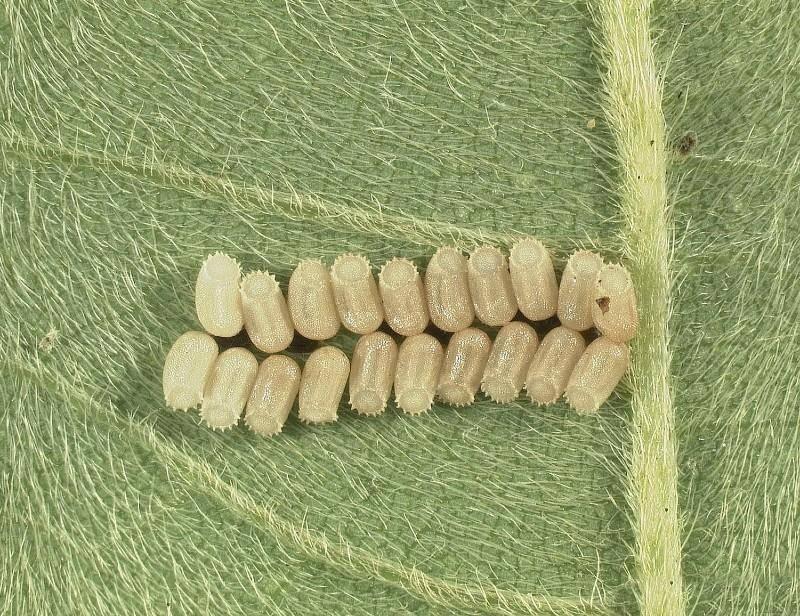 kudzu bug eggs