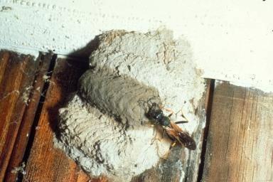 mud dauber nest