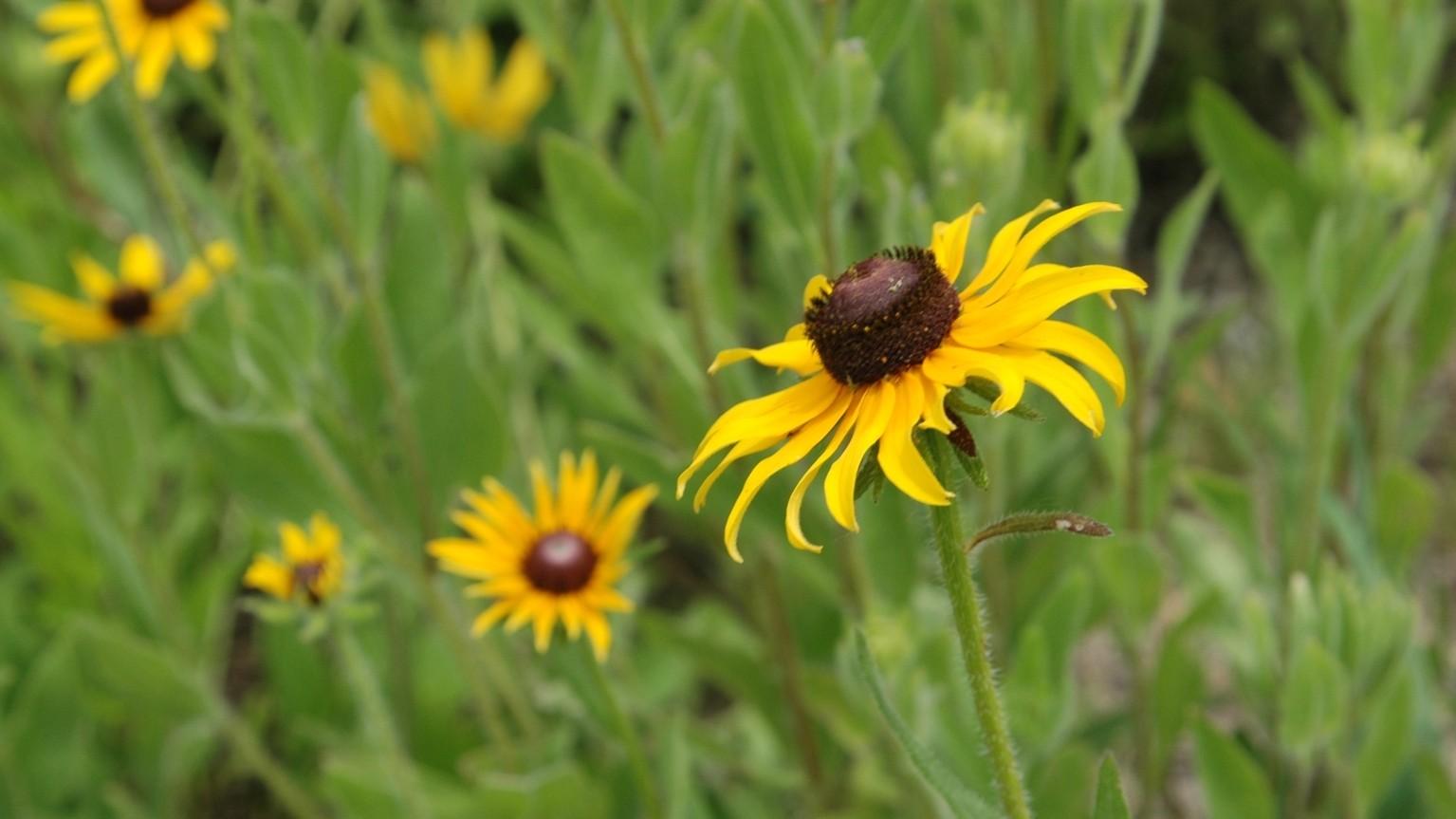 yellow flowers of rudbeckia hirta