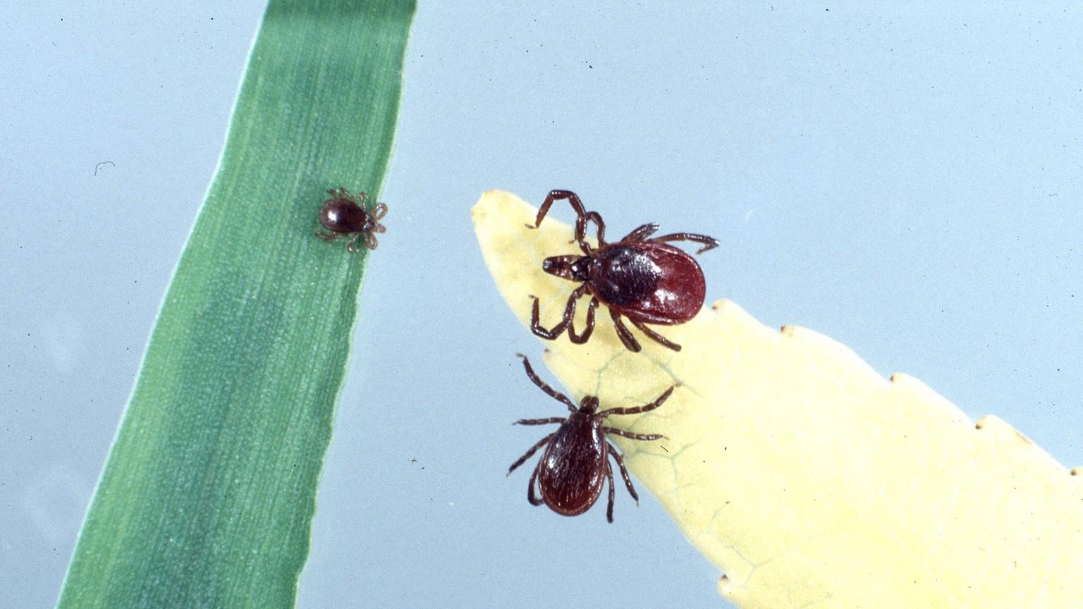 black legged ticks