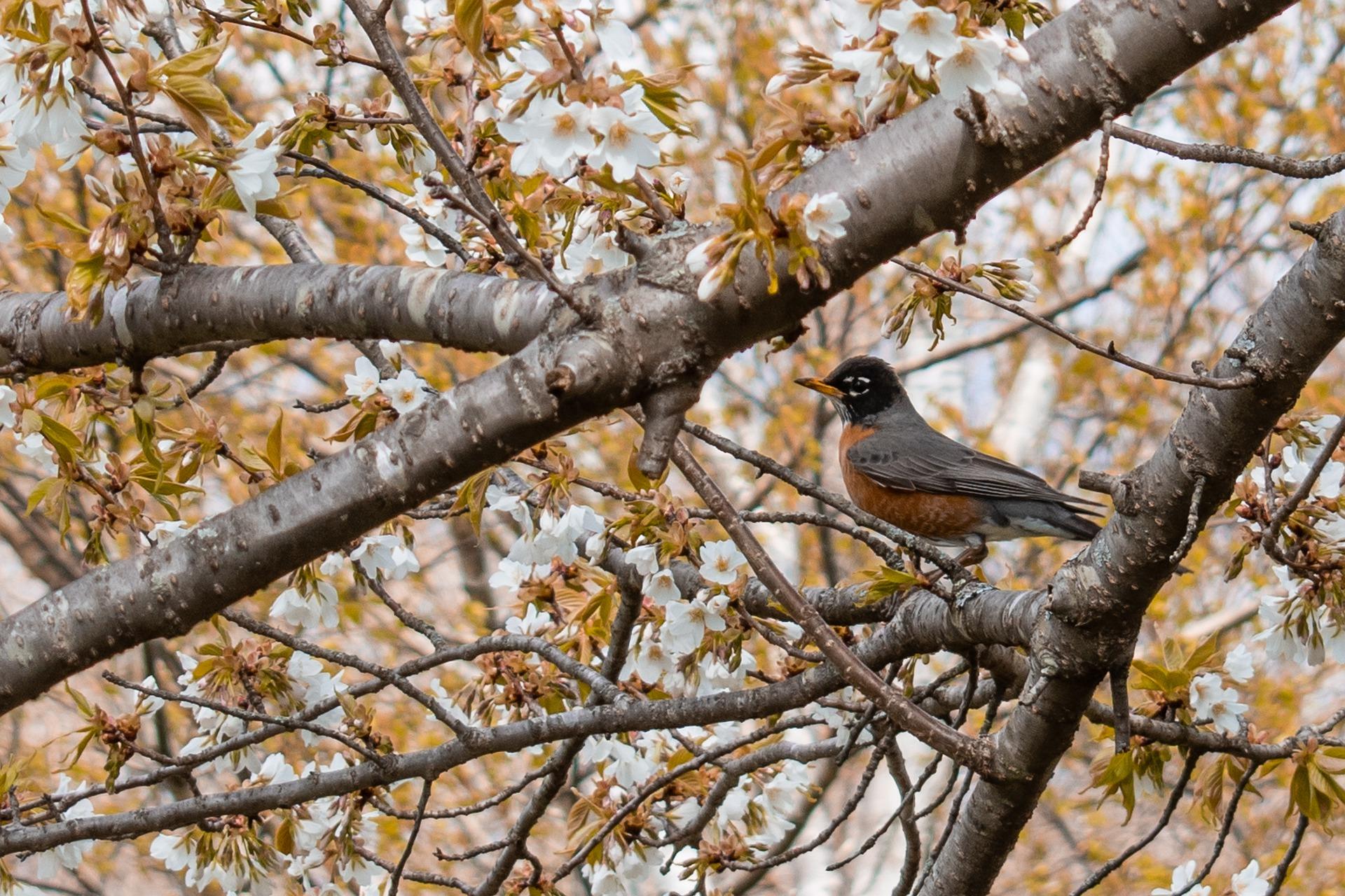 american robin