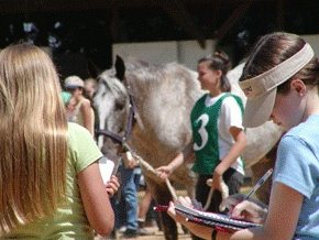 Horse Judging