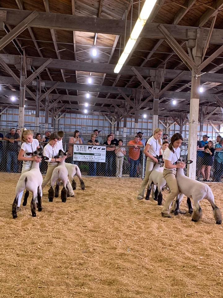 4-H Sheep Show