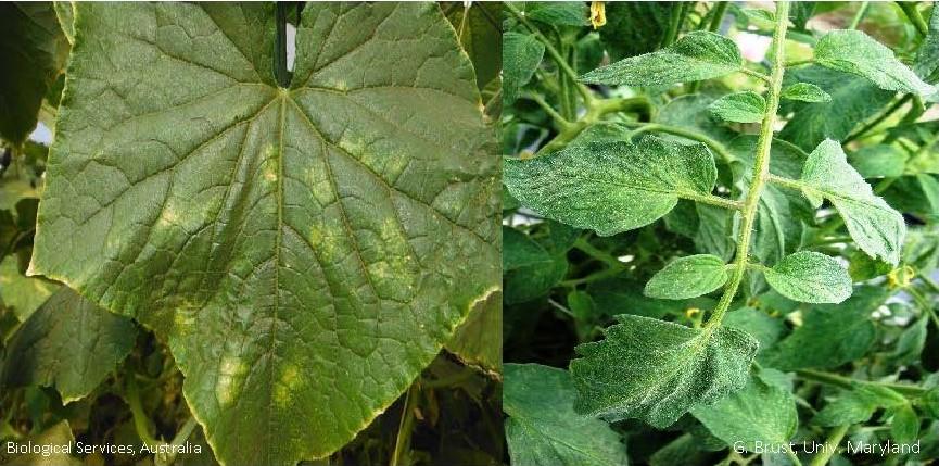 The beginning of TSSM feeding damage on cucumber and tomato