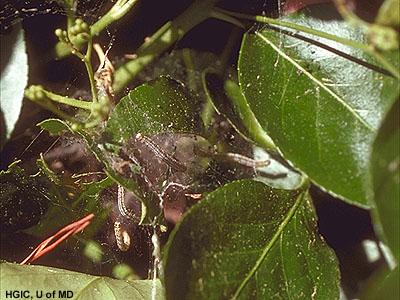 Euonymus caterpillars and webbing