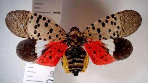 Adult spotted lanternfly