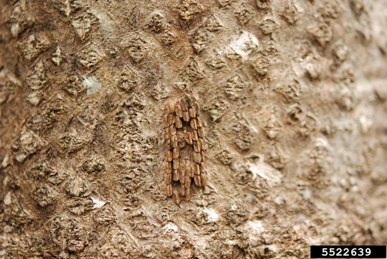 Spotted Lanternfly Egg Masses Old