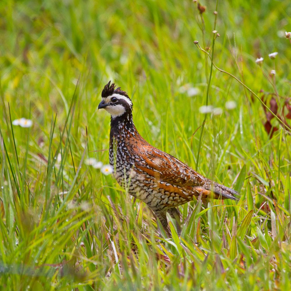 Northern Bobwhite Quail