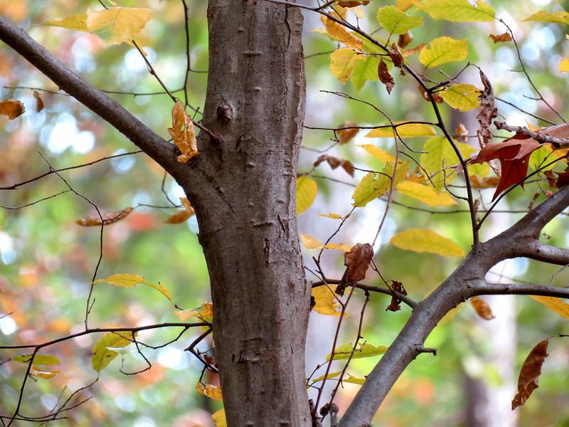 American hornbeam