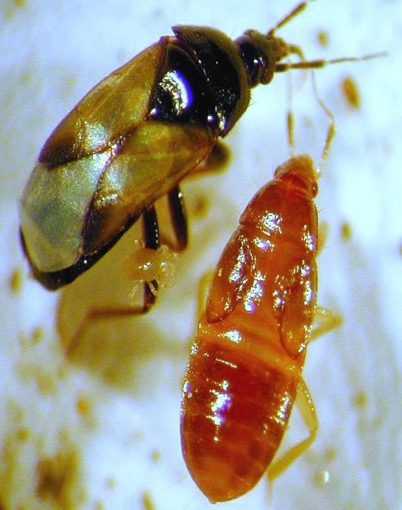 Orius adult (left) and nymph (right). Photo by Galen Dively