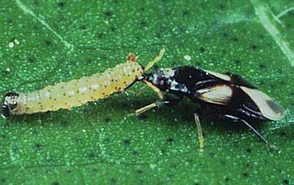 Orius feeding on a small caterpillar