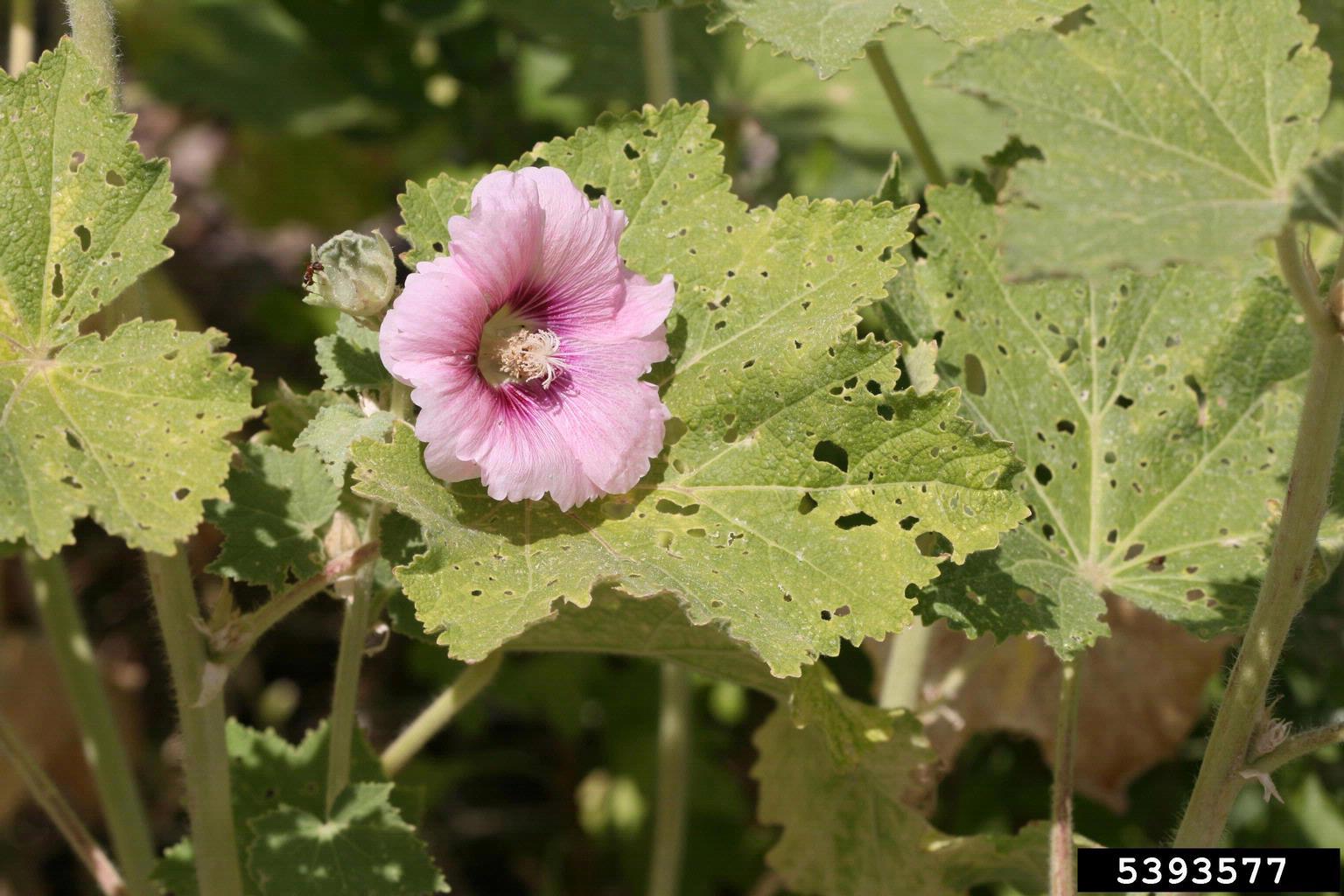 hollyhock weevil damage