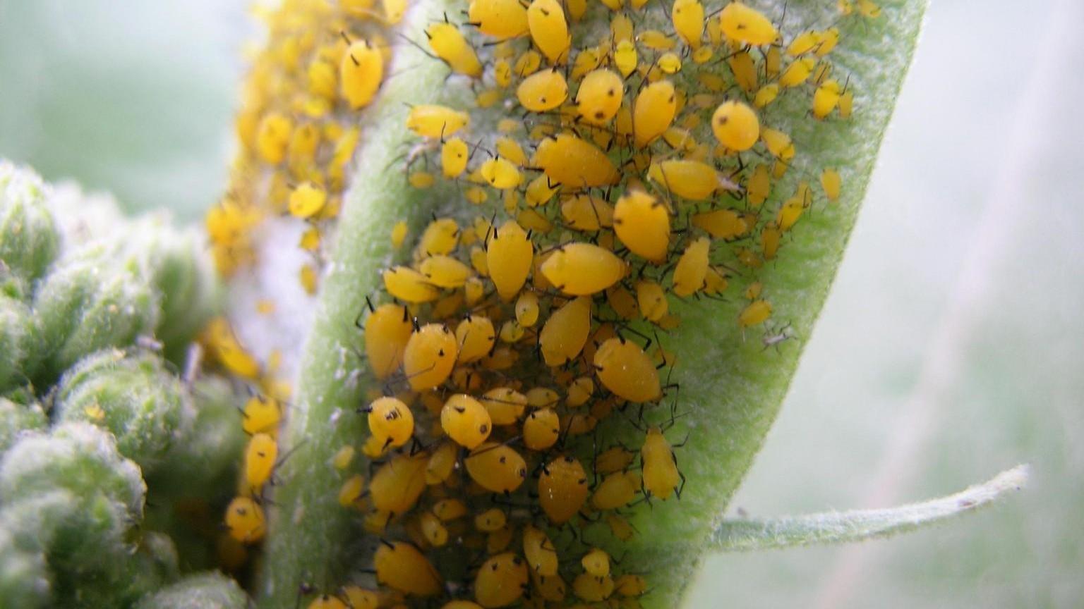 oleander aphids on milkweed