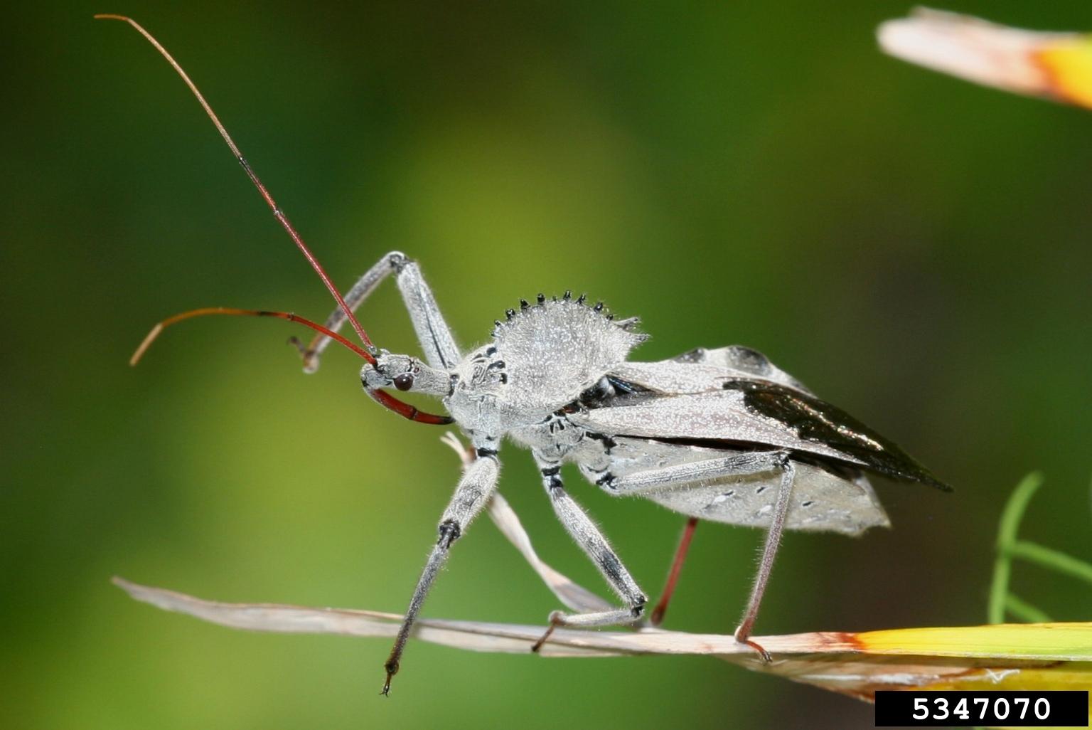 wheel bug