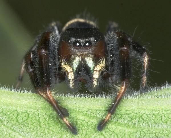 jumping spider