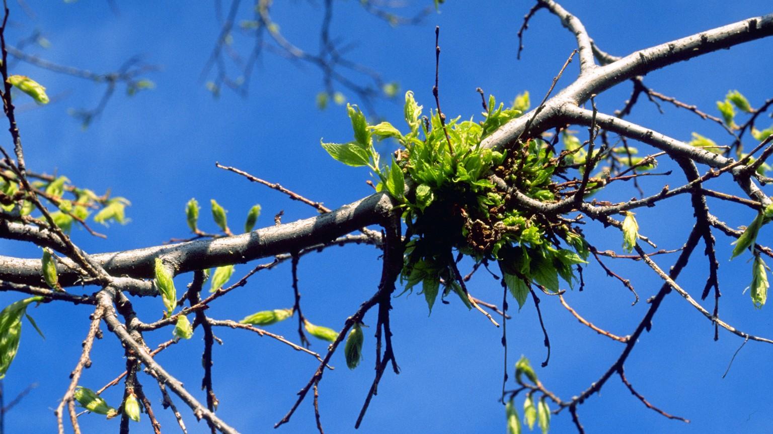 abnormal bunch of growth in a tree - witches's broom symptoms