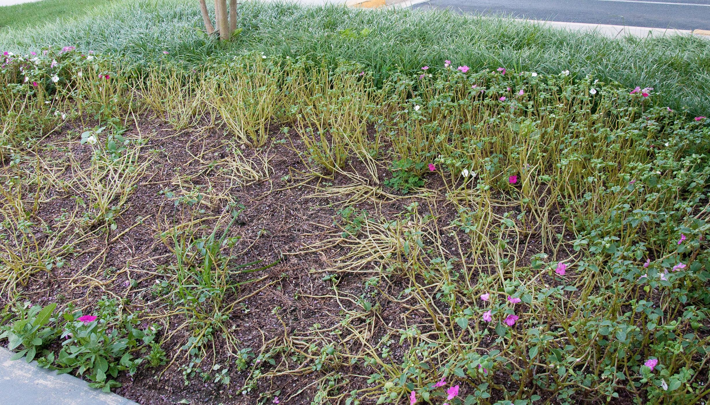 Heavy impatiens downy mildew infection in landscape