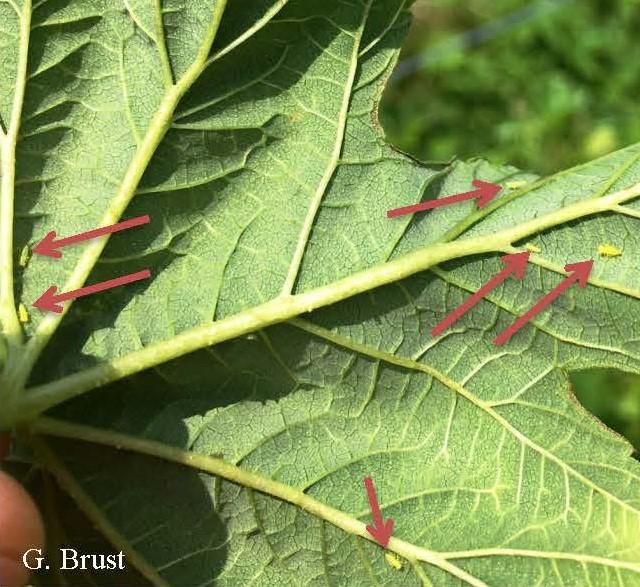 Immature leaf hoppers on underside of hop leaf