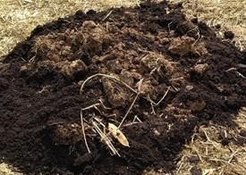 compost pile