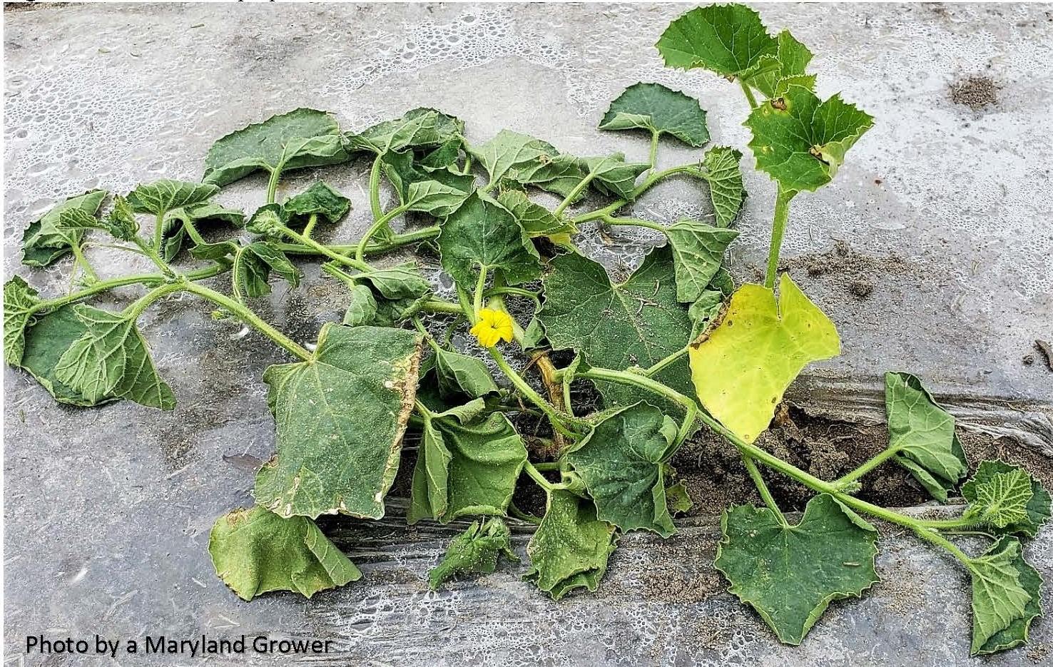 Wilted cantaloupe plant with tan GSB lesion at base of stem