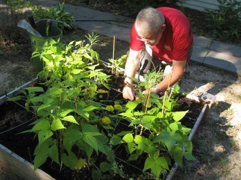 Planting in a garden