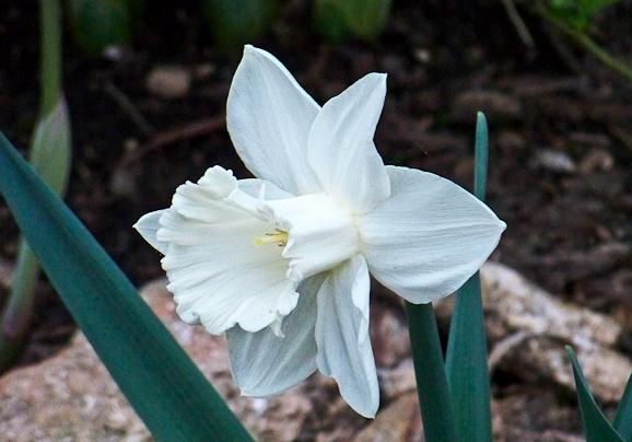 Narcissus flower