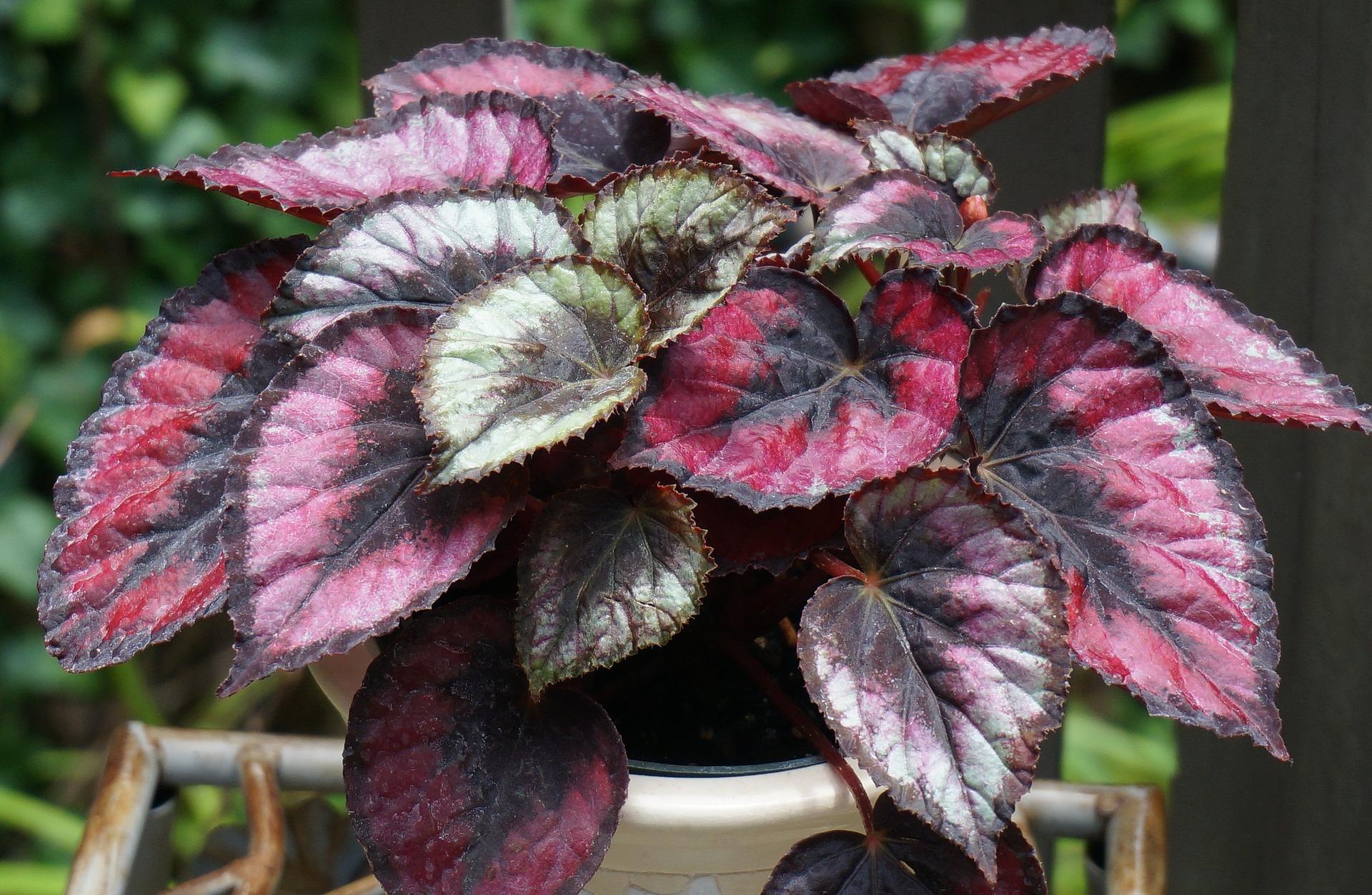 Rex begonia