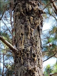 Longleaf tree different view