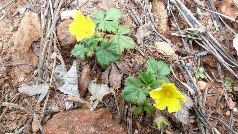 cinquefoil