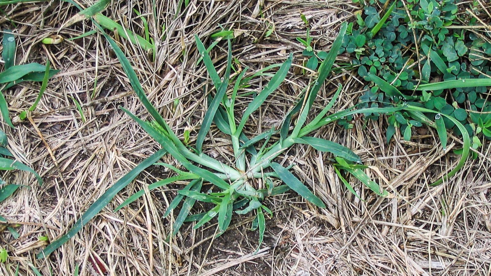 goosegrass