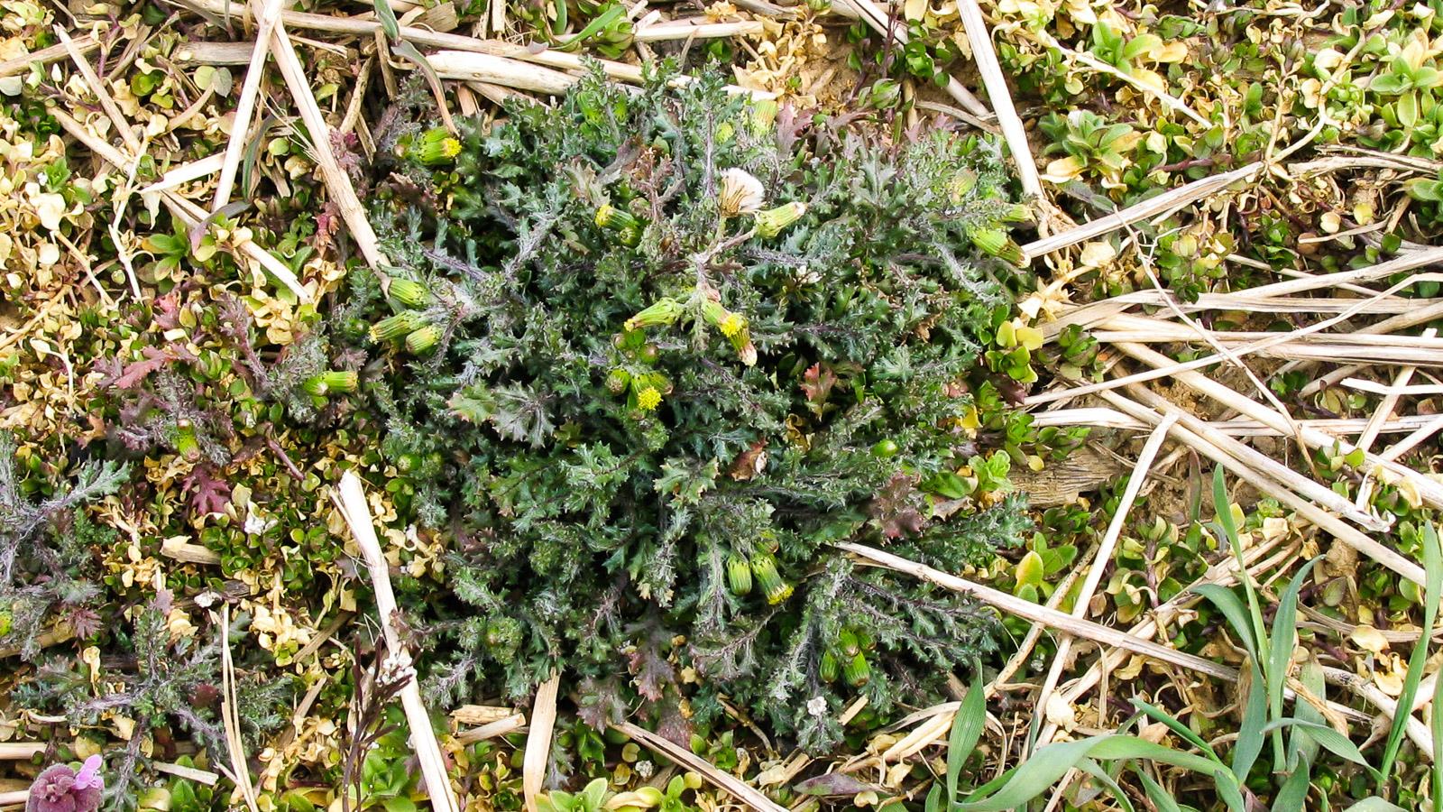 groundsel