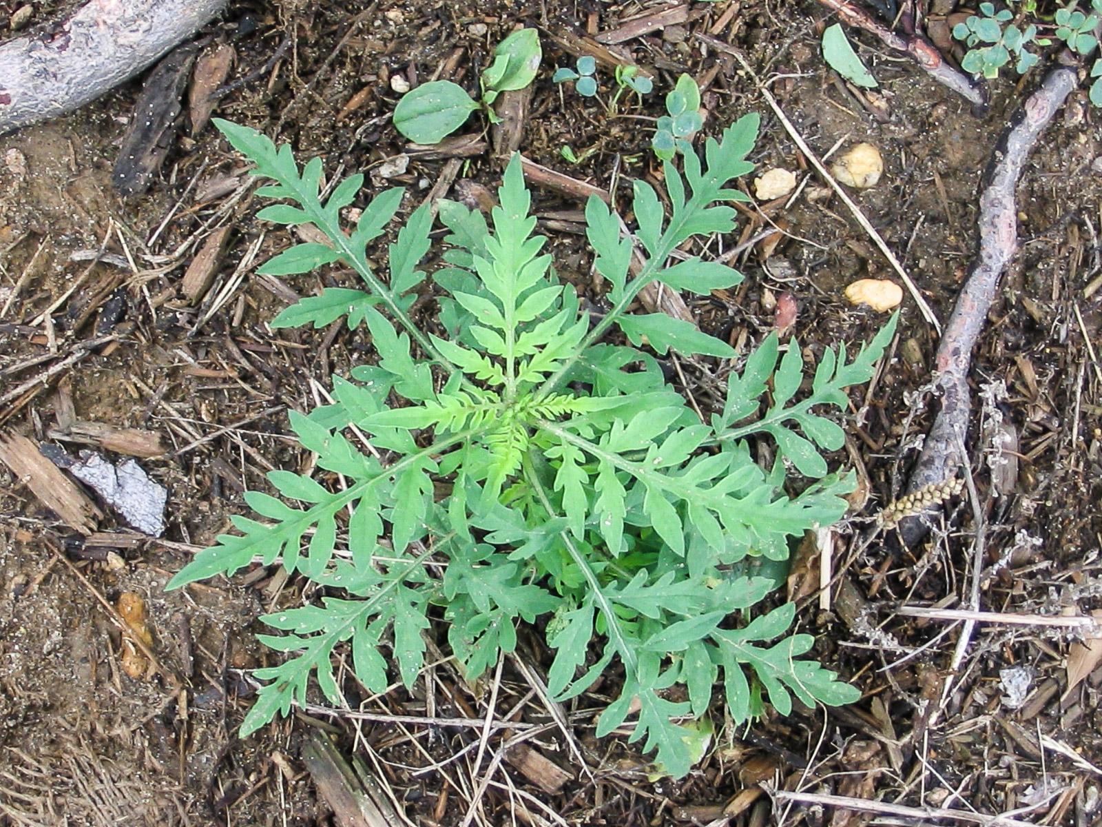 common ragweed