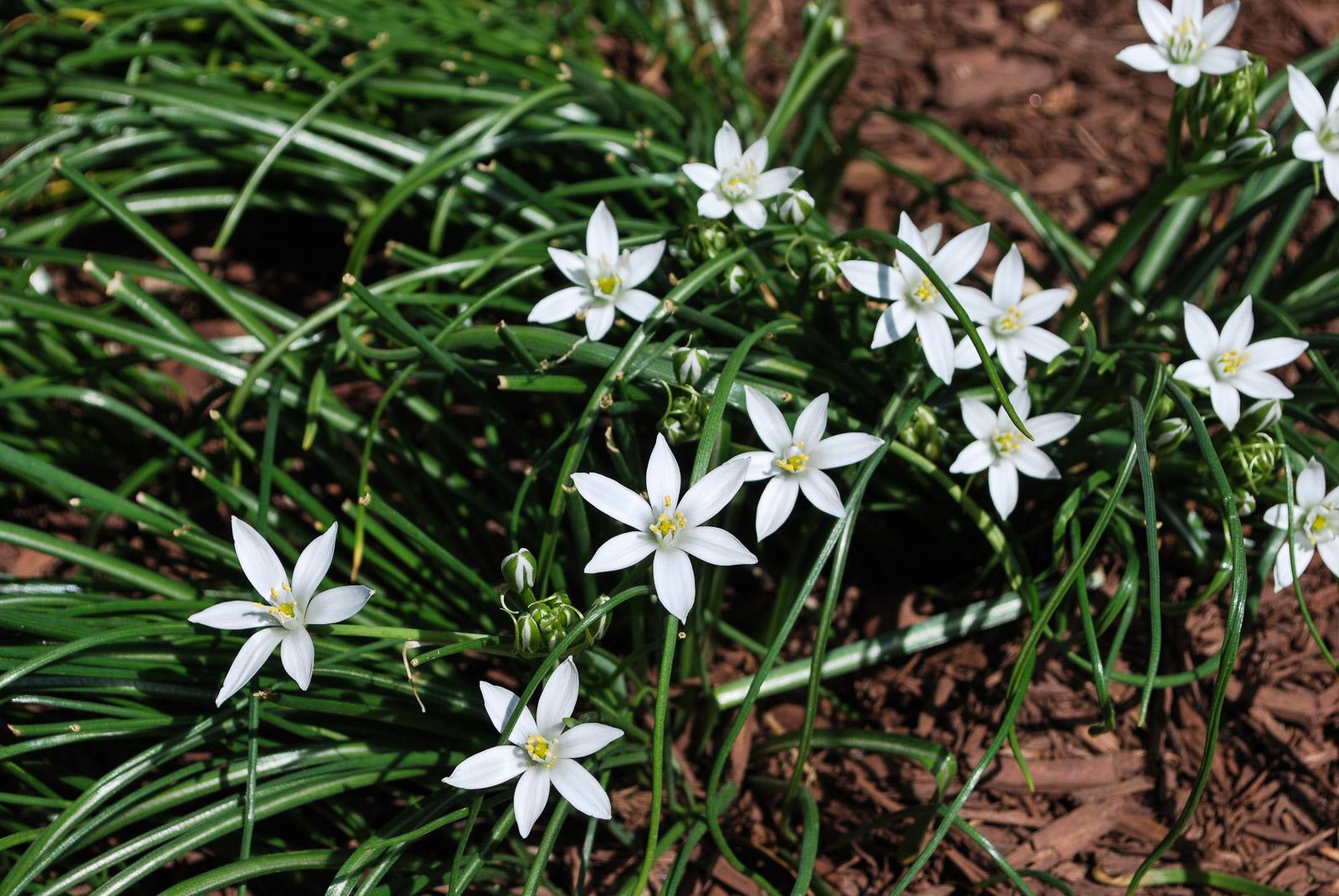 star of bethlehem