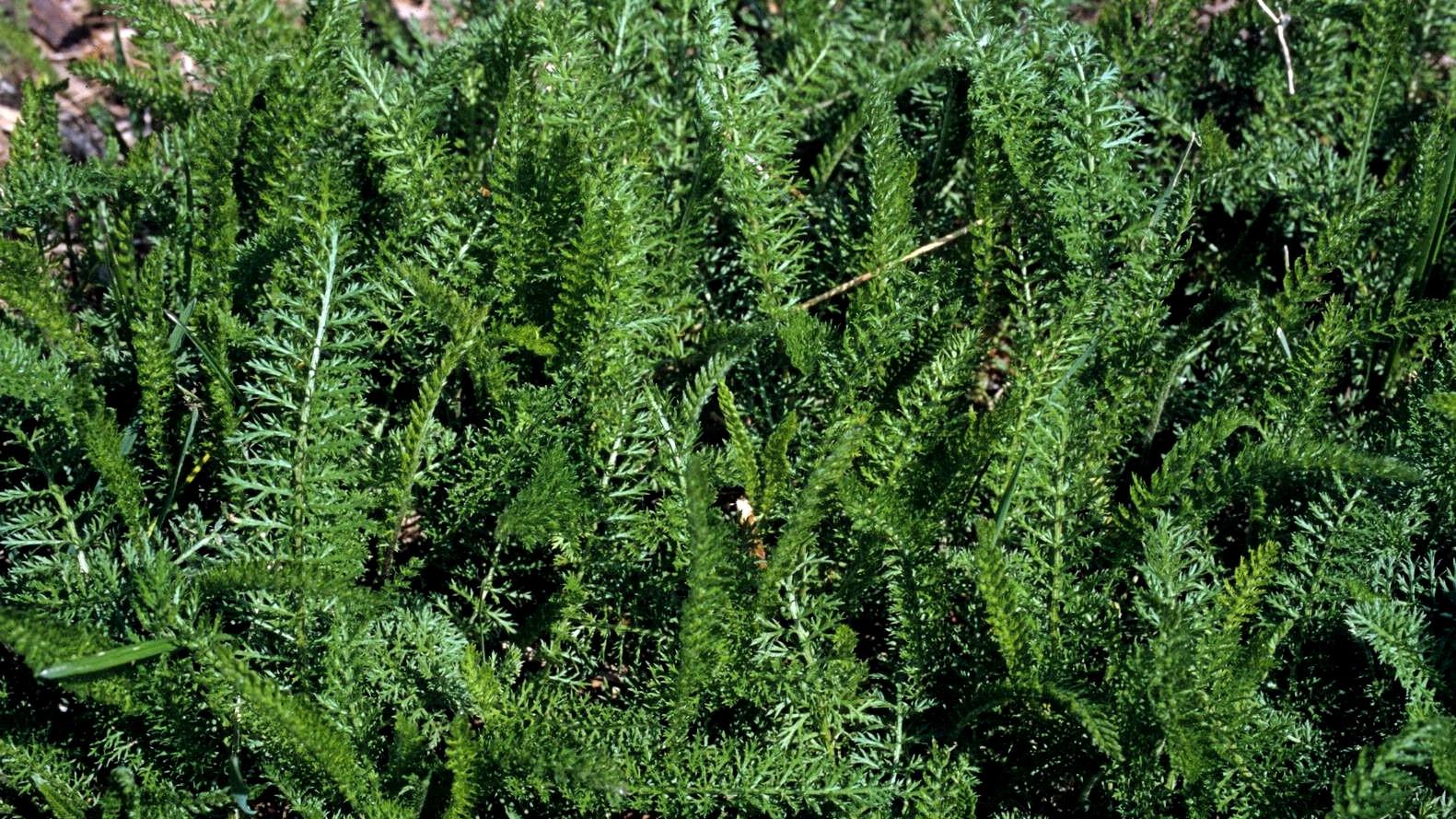 yarrow foliage