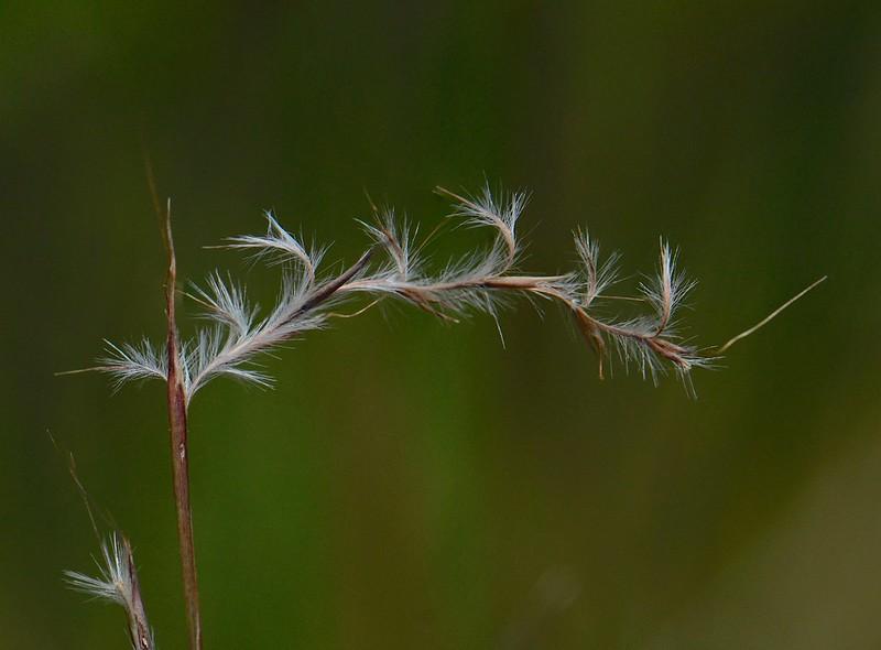 Little  bluestem