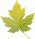 maple leaf