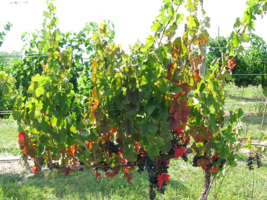 Figure 8. Red foliar discoloration caused by crown gall.  Photo: Mizuho Nita