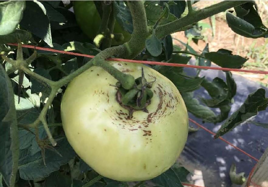 Exposed tomato fruit with rain check.