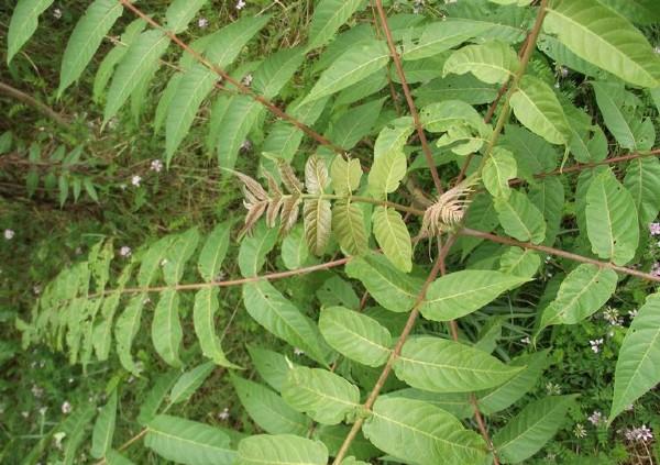 tree of heaven foliage