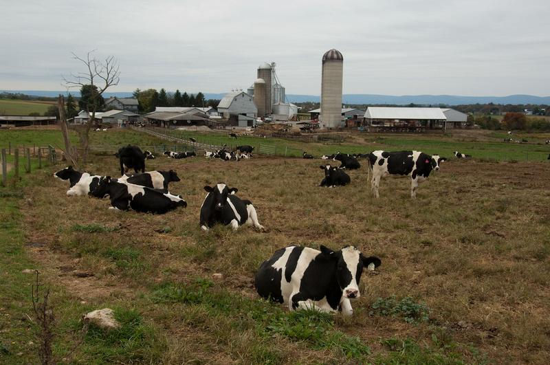 Dairy cows in pasture