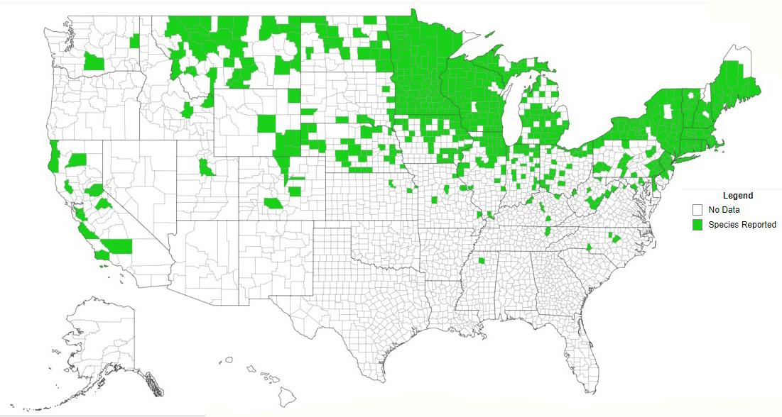 European buckthorn US county distribution. Courtesy eddmaps.org.