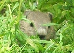 Woodchuck in foliage