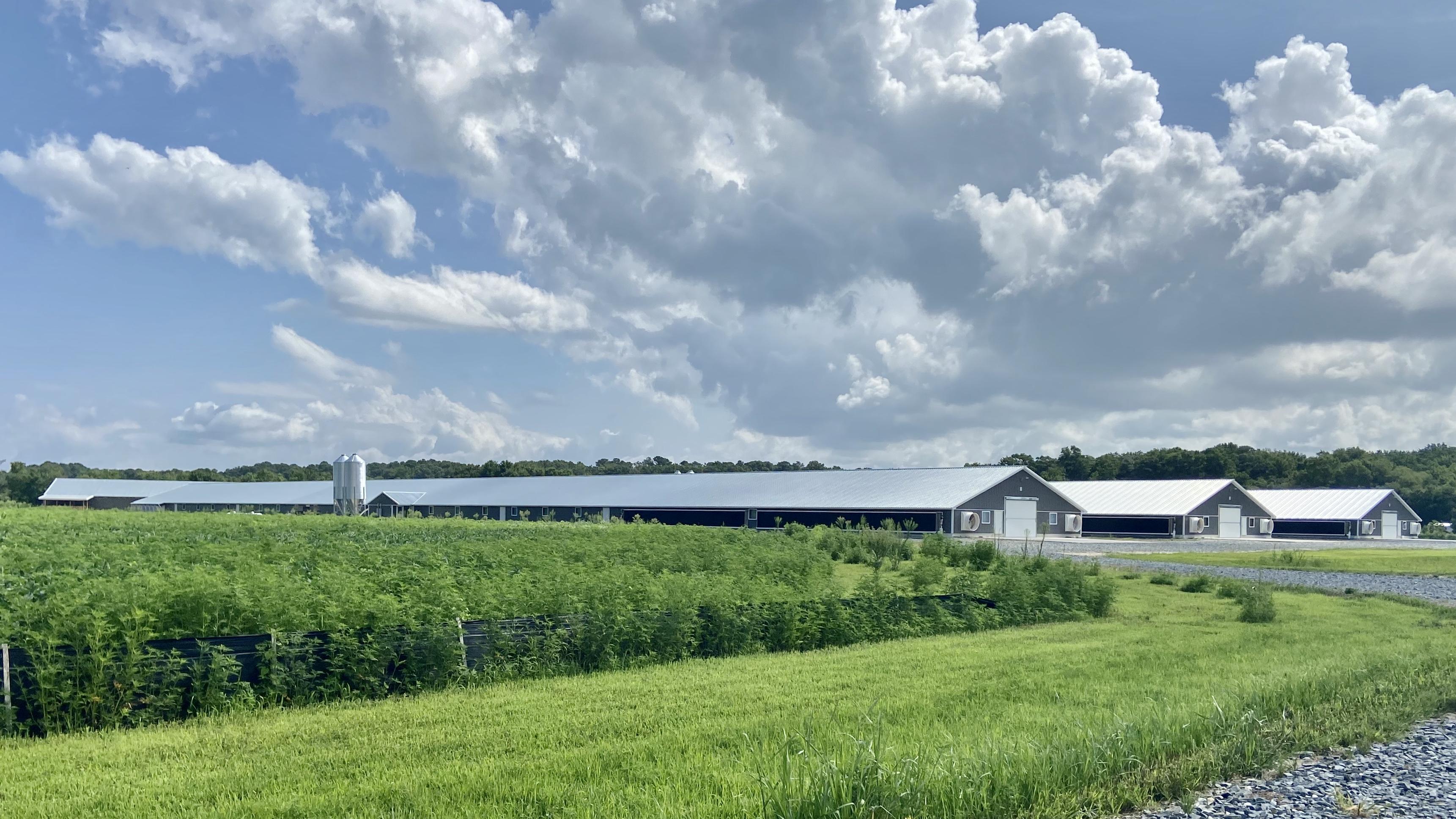 Commercial Poultry houses