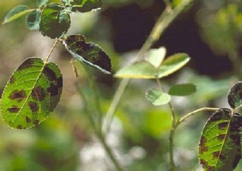 rose leaf infected with blackspot