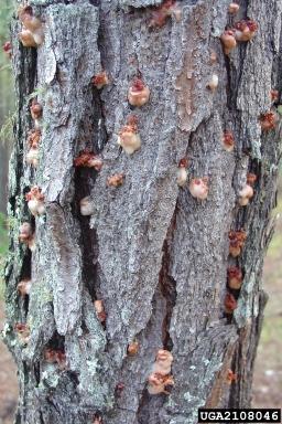 Pitch tubes indicating attack of adult SPB. Photo by Ronald F. Billings, Texas A&M Forest Service, Bugwood.org