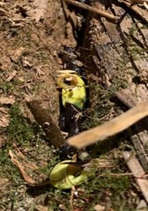 Figure 5 (left). Failure of no-till planter to properly close the seed slot can provide an easy path for slugs to feed on soybeans even before germination.