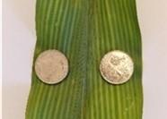 Figure 1. Corn with sulfur deficiency.