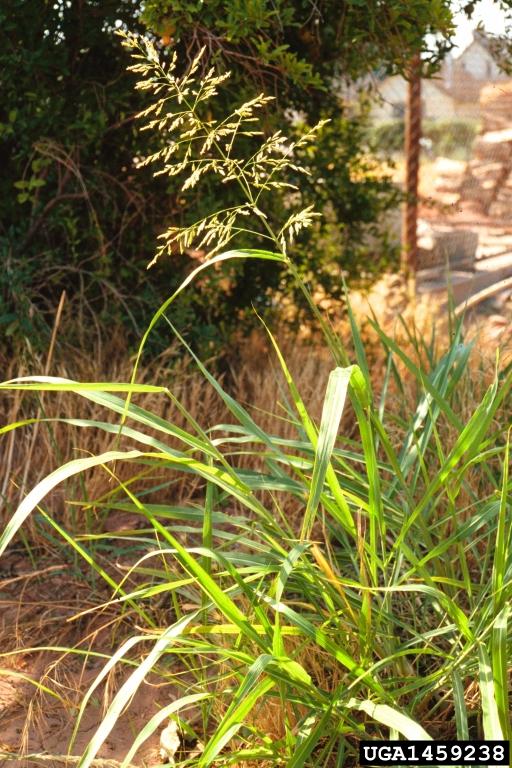 Johnsongrass plant with distinctive “Christmas tree” shaped flowering. Photo by Steve Dewey, Utah State University, bugwood.org