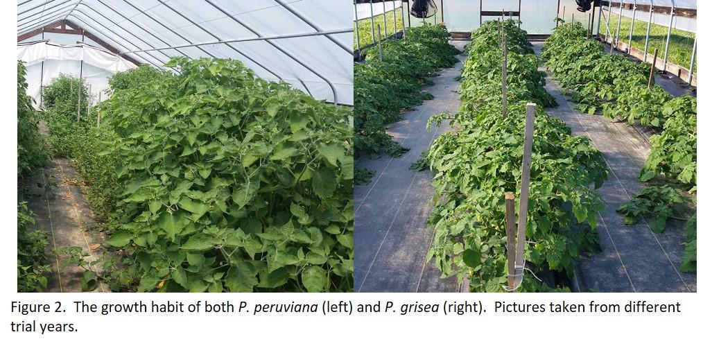 Physalis height compariosn - goldenberry